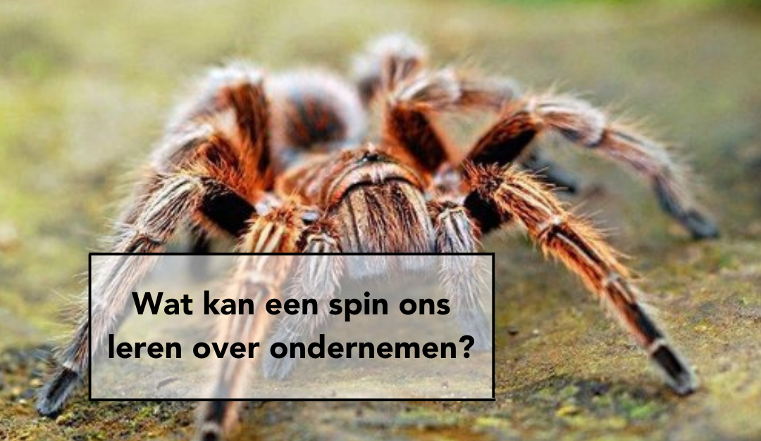 Wat kan een spin ons leren over ondernemen?