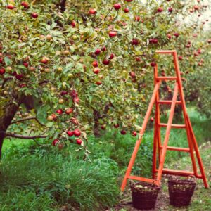 E-Volve, blog, laaghangend fruit, bestaande klanten, communicatie, sales, marketing